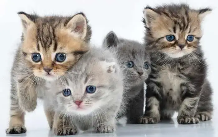 gatitos.webp