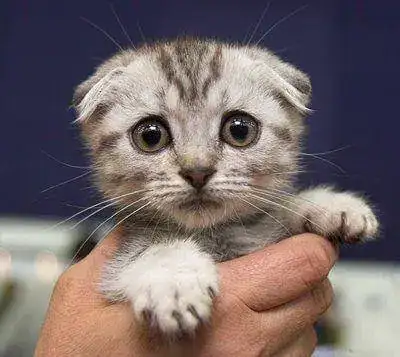 gatitovaamorir82659071.webp