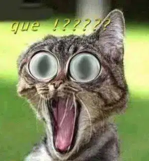 gato%2520sorprendido2.webp