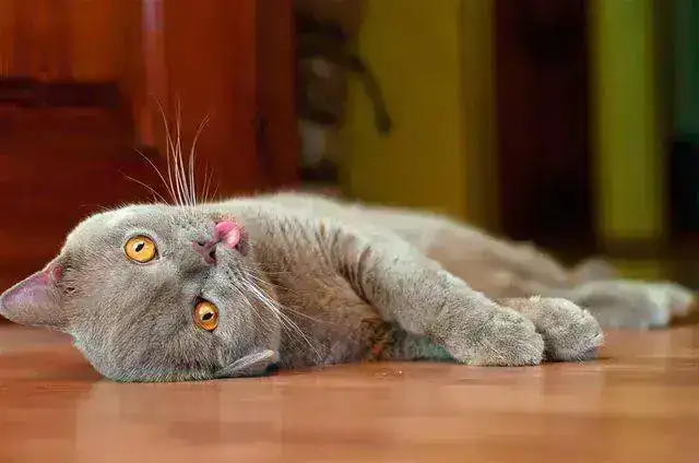 gato-con-cara-de-loco-foto-03.webp