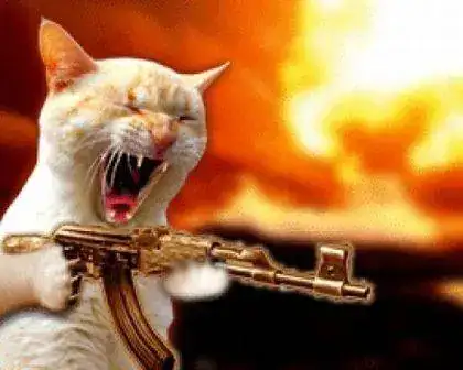 gato contra-atacando.webp