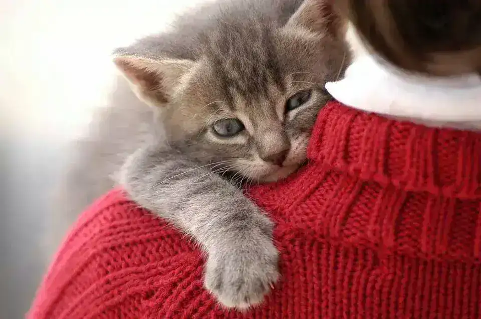 gato en el hombro.webp