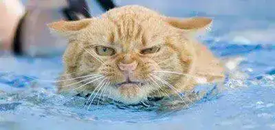 gato+enfadado+yougonnadie2-500x250.webp gato+enfadado+yougonnadie2-500x250.webp