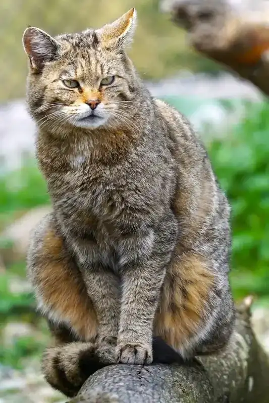 Gato-Mont-s-08.webp