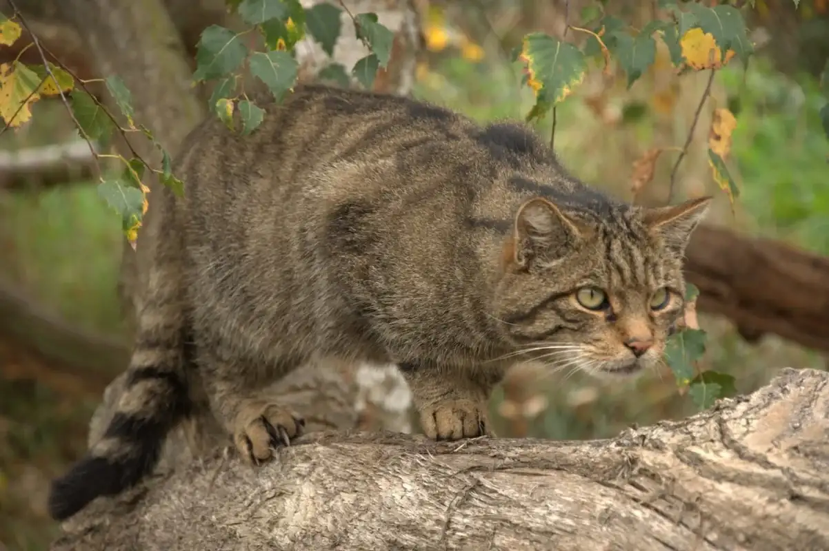 Gato-Mont-s-10.webp