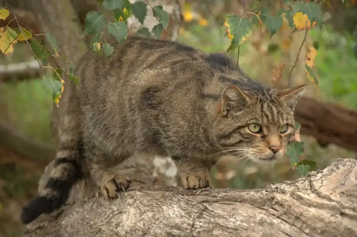 Gato-Mont-s-10.webp