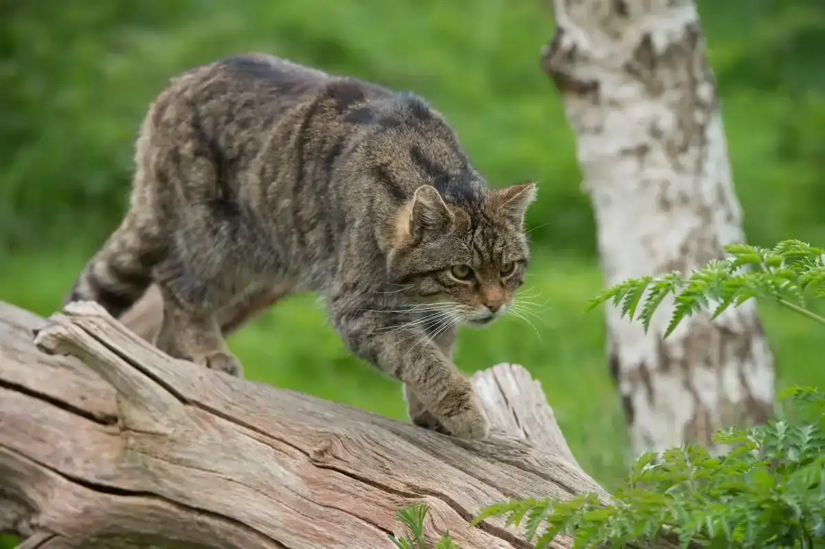 Gato-Mont-s-11.webp