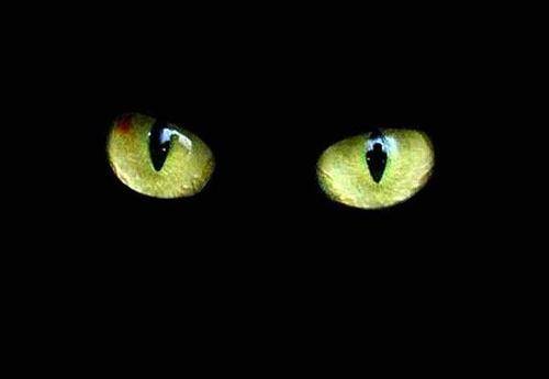 gato-negro.jpg