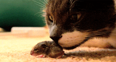 Gato-Oliendo-Raton-87994.gif