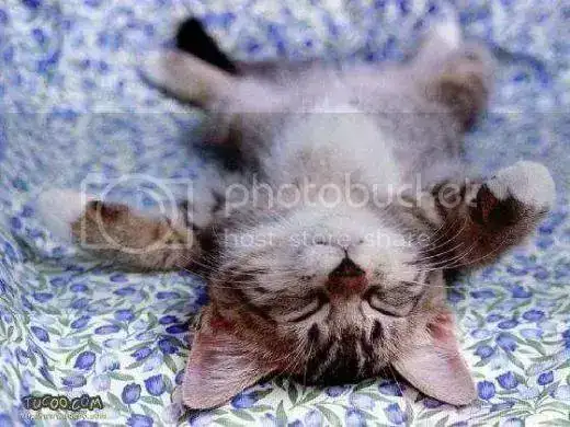 gato-panza-arriba_yn3.webp