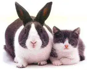 gato.webp