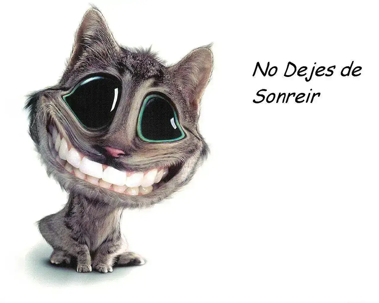 gato20de20risas.webp