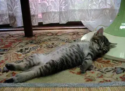 gato217.webp