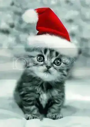 gato_navidad.webp