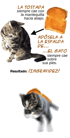 Gato_y_tostada_girando_en_ingravide.gif