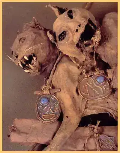 Gatos_momificados.webp