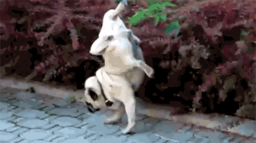 ges%2F5ea18555-52eb-430d-9f5a-e0af3521c0ae_500x281.gif