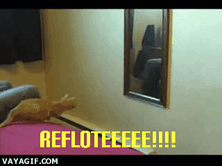 GIF-210129_164203.gif