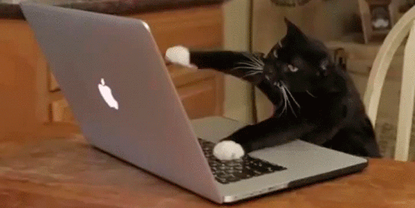 gif-gato-1519137077.gif?crop=1.00xw:0.502xh;0,0.gif