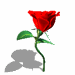 GIF006.gif