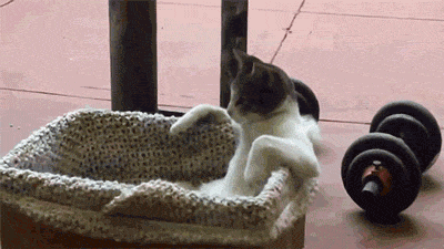 Gifs-de-Gatos-Chistosos15.gif