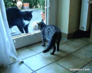Gifs-de-Gatos-Chistosos6.gif