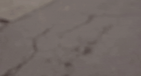 giphy.gif