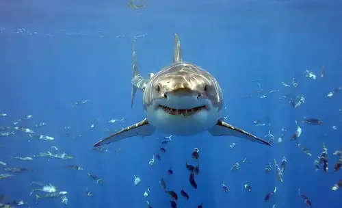 great-white-shark-photo-via-sharkinformationdotorg.webp
