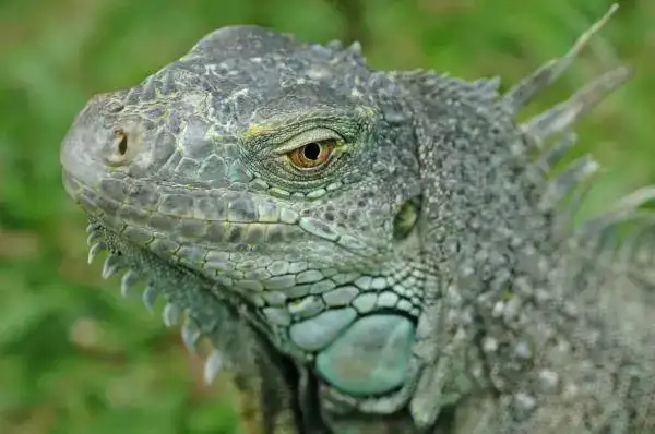 green-iguana-mary-lane.webp