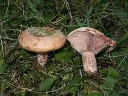 gsyobAUIdSo&t=1&usg=__DUtv57k_cRwnACv92c5hbxxVyvo=.webp