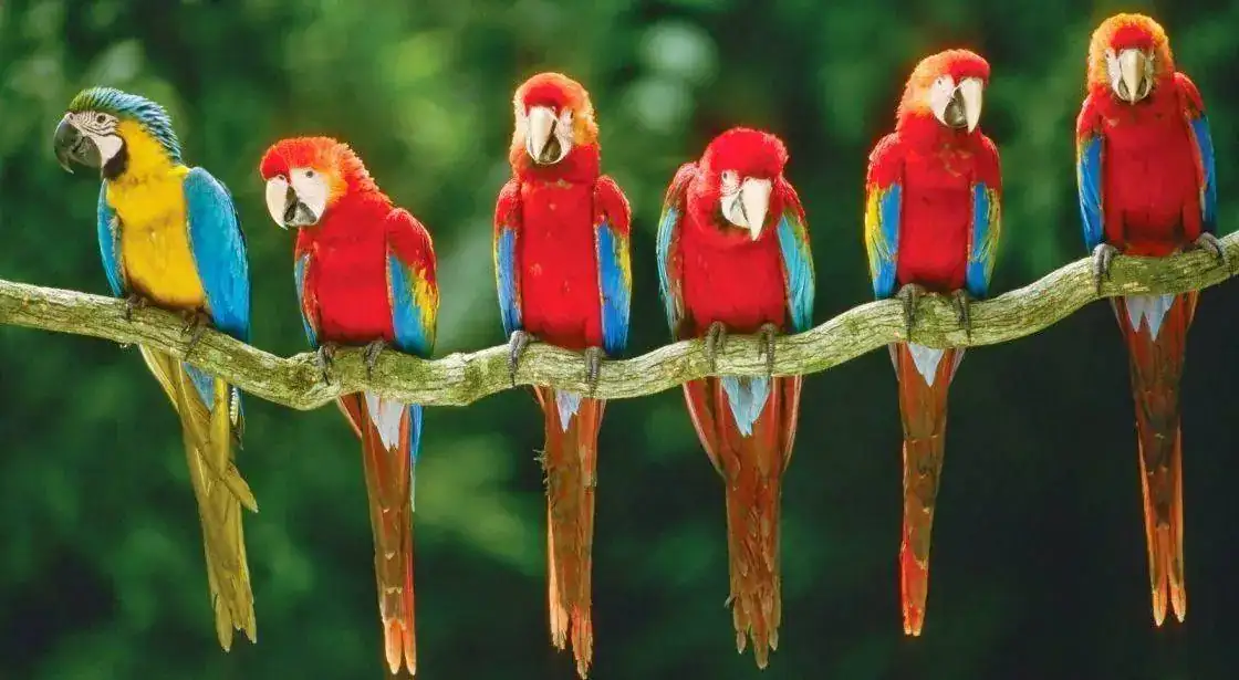 Guacamayos-selva.webp