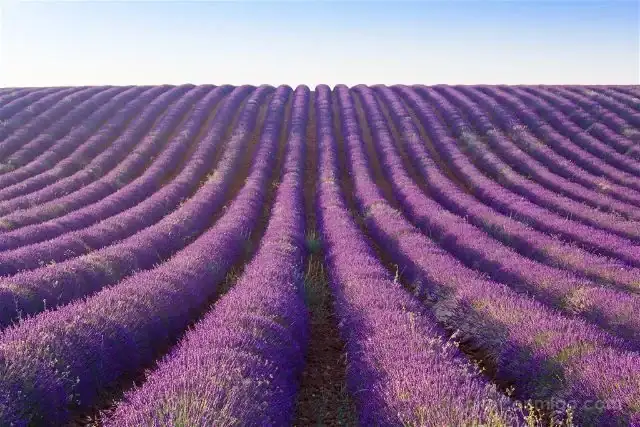Guadalajara-Brihuega-Campos-Lavanda-Lineas.webp