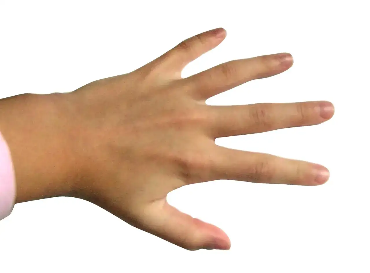 Hand_-_Fingers.webp