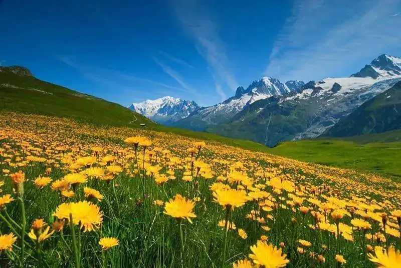 HD-wallpaper-spring-at-french-alps-springtime-yellow-beautiful-green-mountains-wildflowers-pr...webp