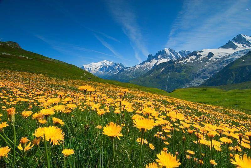HD-wallpaper-spring-at-french-alps-springtime-yellow-beautiful-green-mountains-wildflowers-pra...jpg