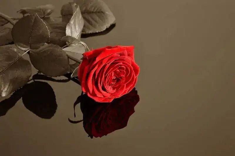 HD-wallpaper-the-most-beautiful-flower-in-the-garden-red-rose-velvet-flowers-red-passion-beau...webp