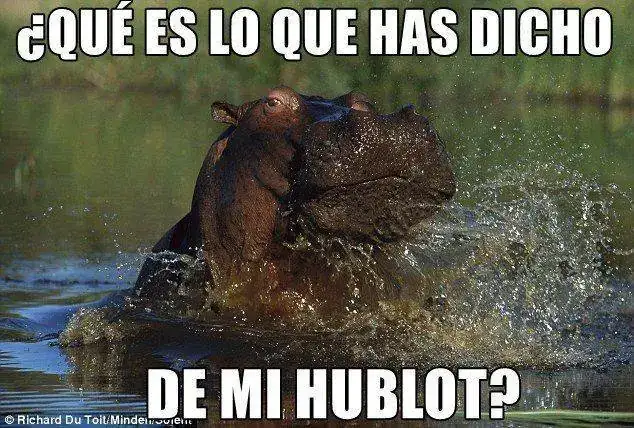Hhipo.webp