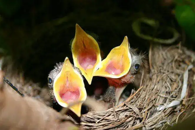 hungry-young-birds-3-1490112.webp