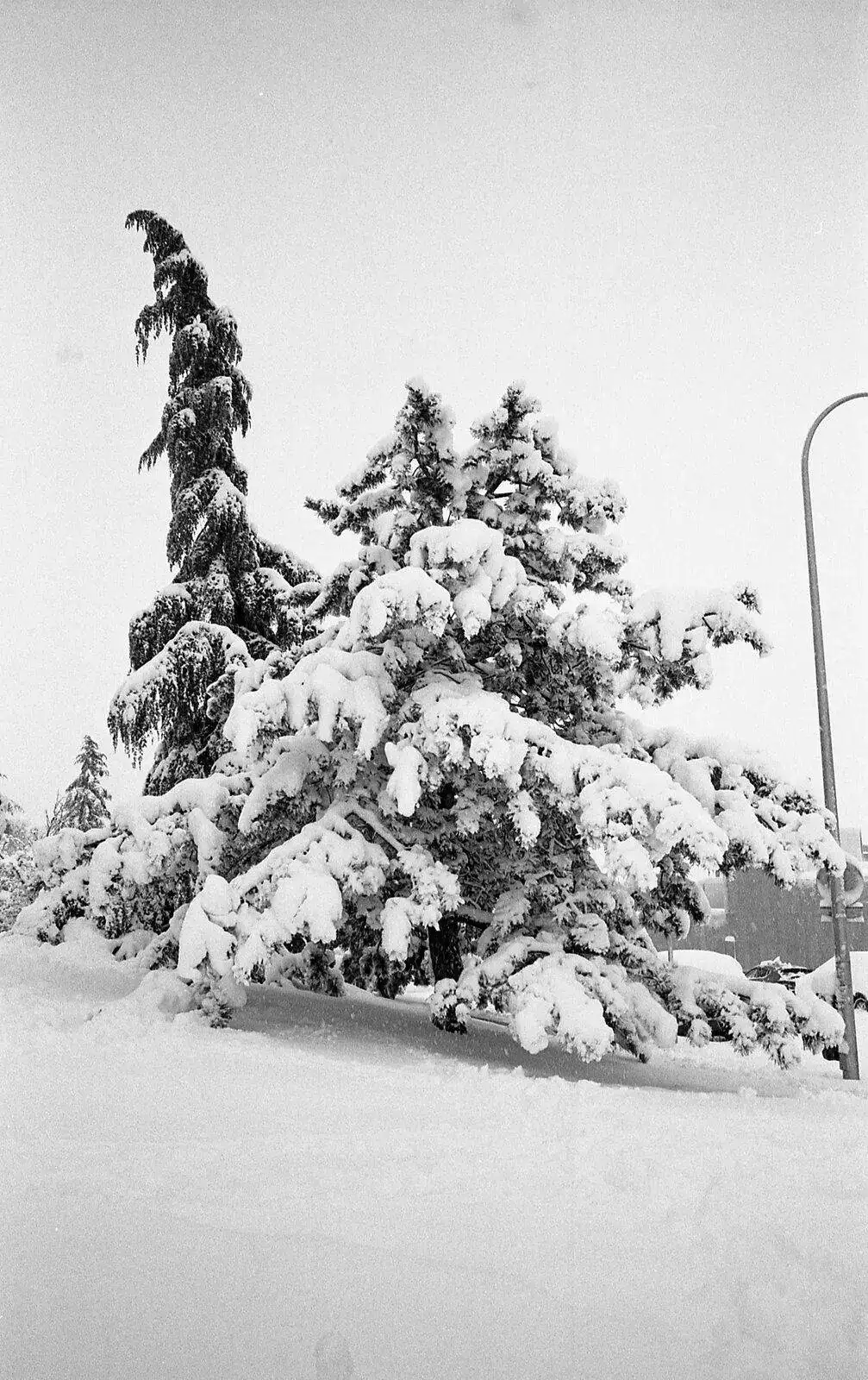 ilford 125  bessal jupiter 50mm y  voitglander 054.webp