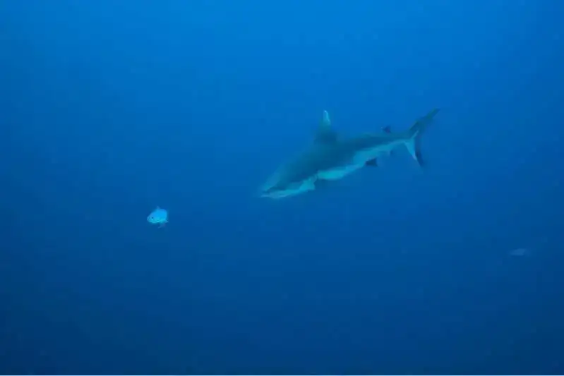 image-4104145055.webp