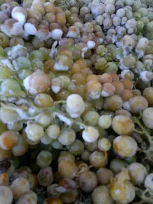 image-4283744064.webp