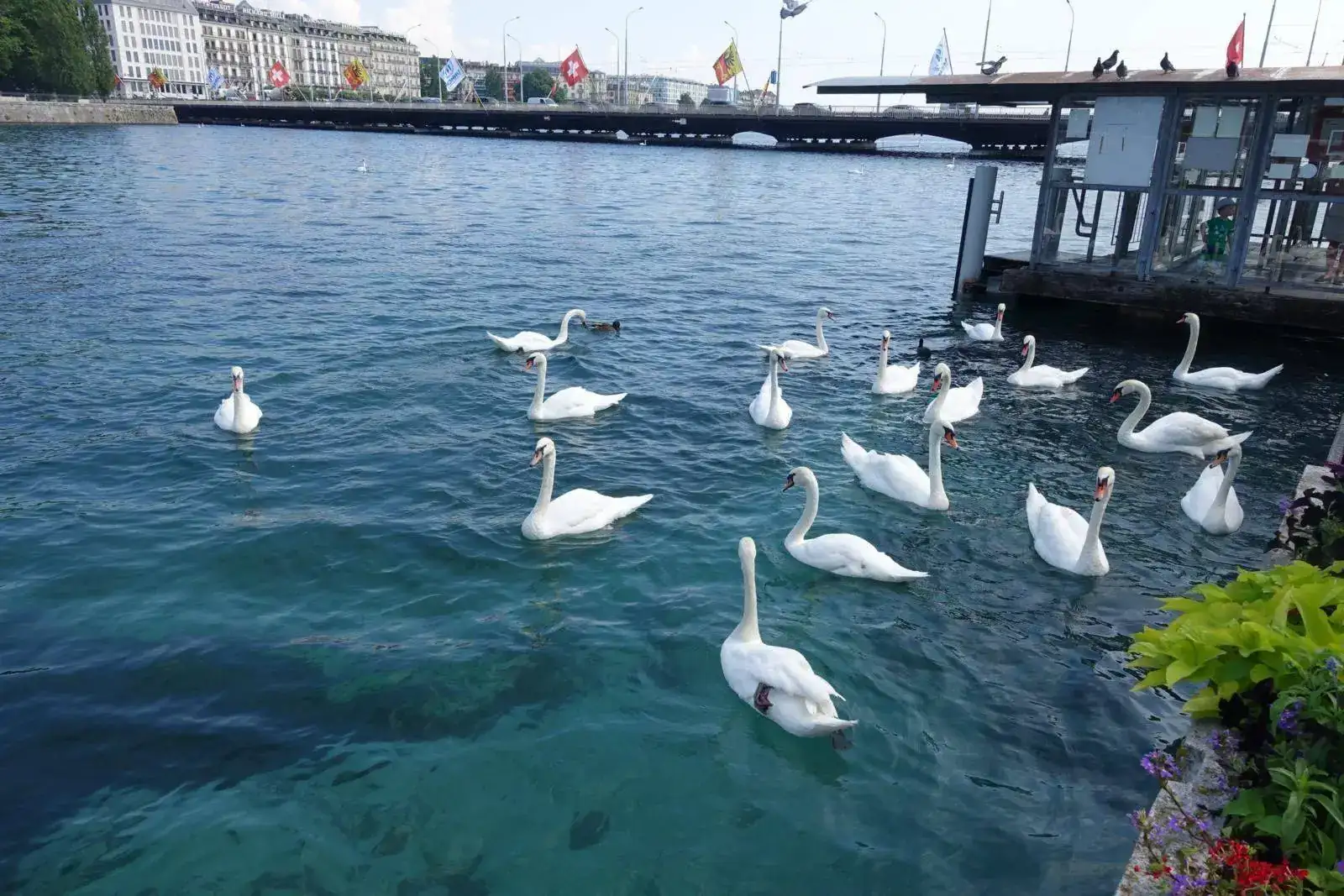 image.webp