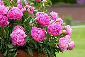 images (1).webp