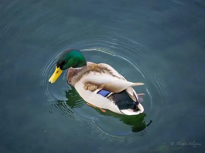 ImageUploadedByTapatalk1446327818.773048.webp