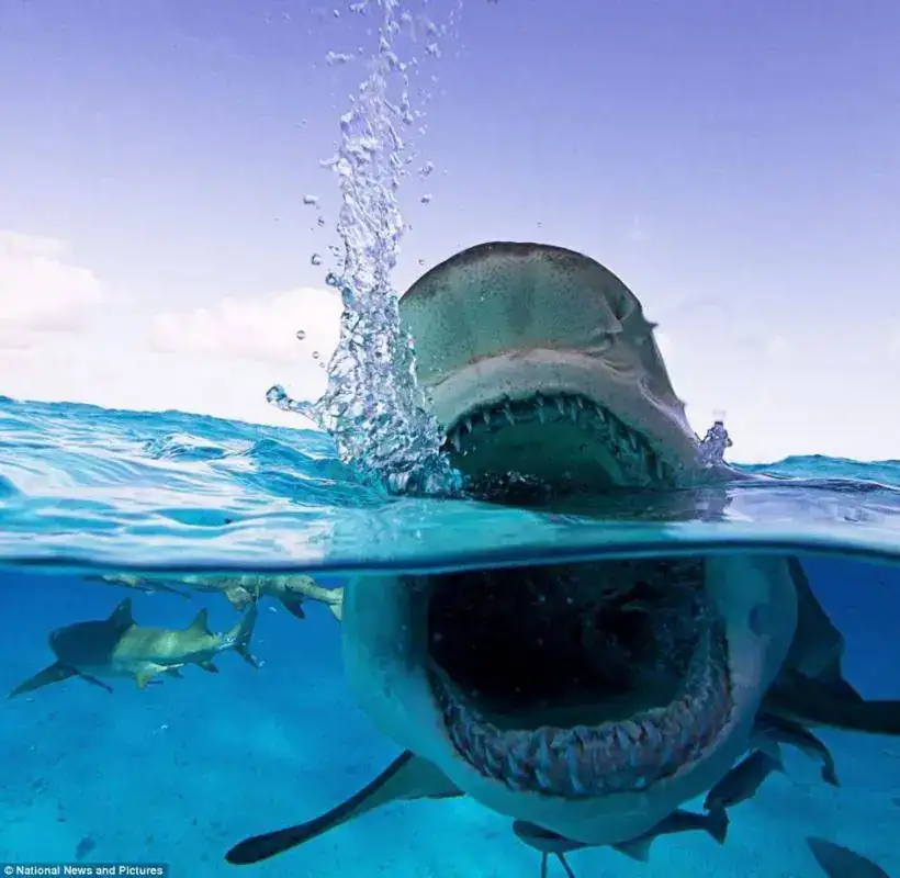 ImageUploadedByTapatalk1457214441.614615.webp