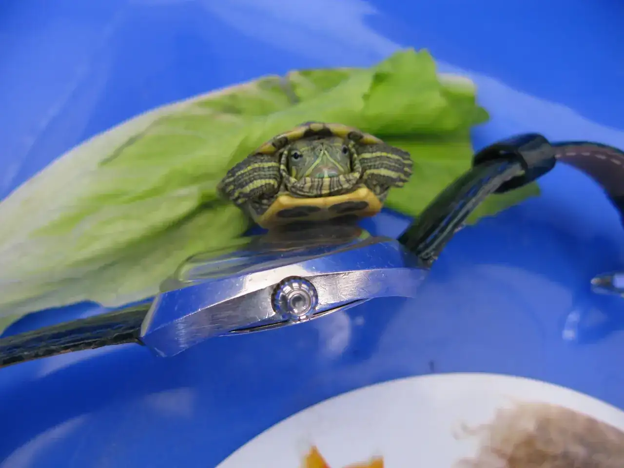 IMG-1434.webp