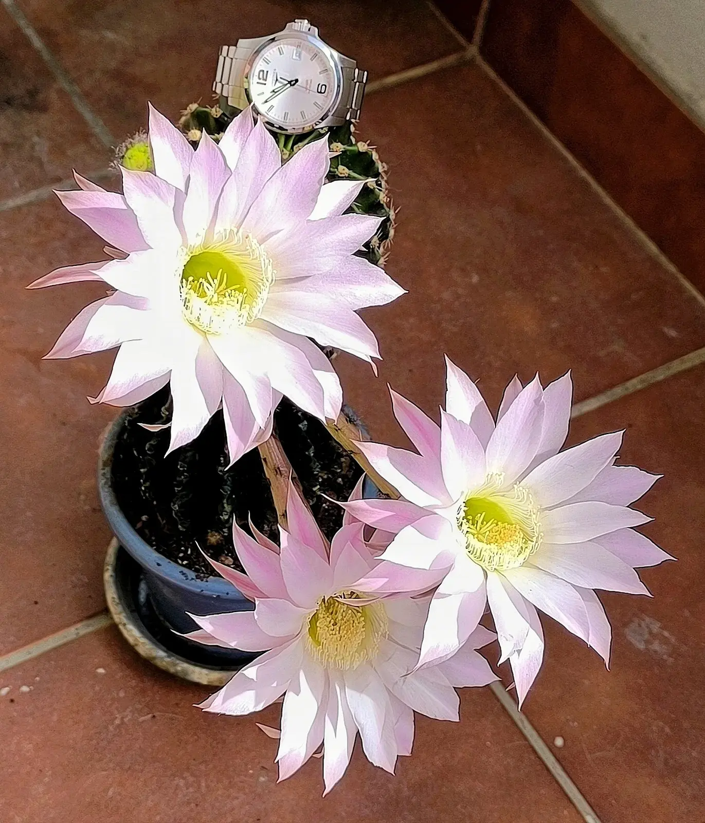 IMG-20260613-110257.webp