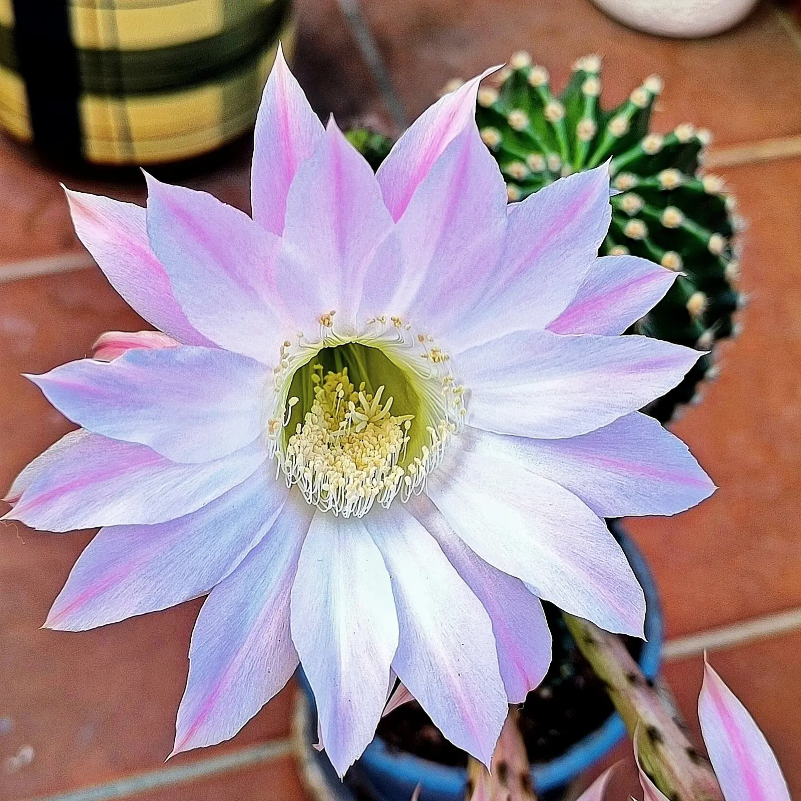 IMG-20260613-110901.webp