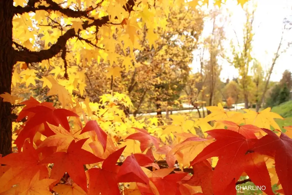 IMG-2262.webp