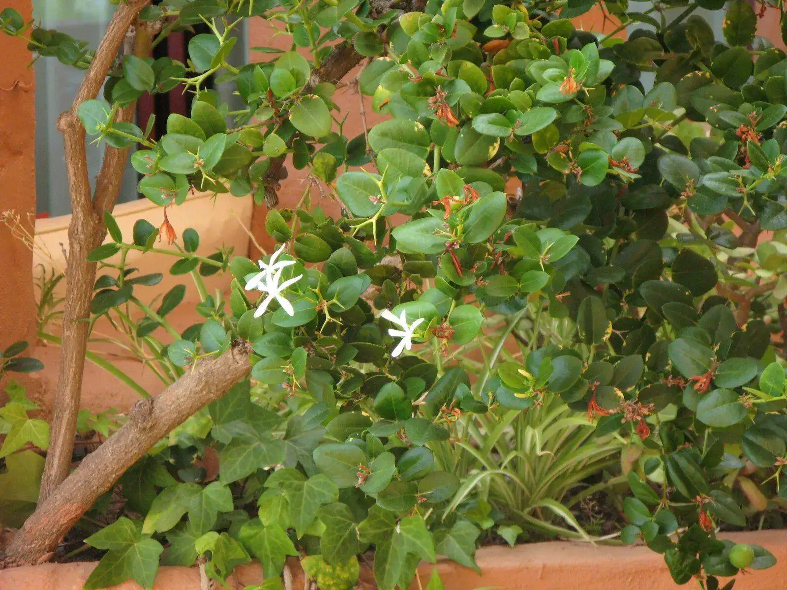 IMG_0035.webp
